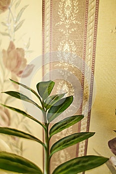 Zamioculcas zamiifolia leaves, zunzibar gem or emerald palm plant Thai kwak morakot sacred tree