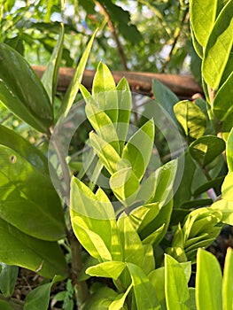 Zamioculcas zamiifolia in nature garden