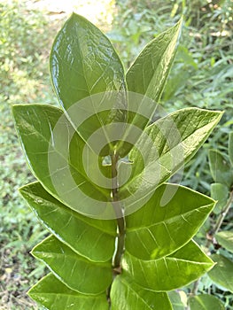 Zamioculcas zamiifolia in nature garden