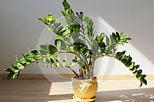 Zamioculcas Zamiifolia in Sunlight