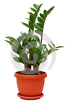 Zamioculcas zamiifolia plant