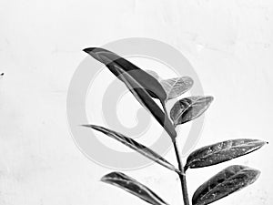 zamioculcas zamiifolia plant