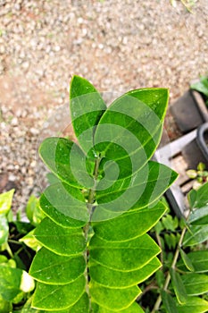 Zamioculcas zamiifolia plant