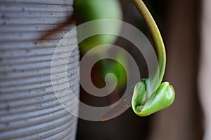 Zamioculcas zamiifolia plant flower blooming