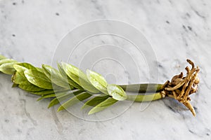 Zamioculcas zamiifolia plant with healthy rhizomes