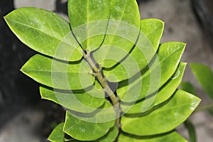 Zamioculcas zamiifolia plant in the pot