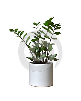 Zamioculcas zamiifolia plant in pot isolated on white background