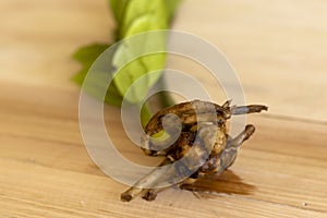 Zamioculcas zamiifolia plant rhizomes with selective focus