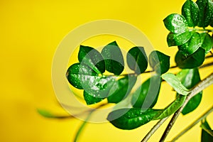 Zamioculcas zamiifolia plant on yellow background,