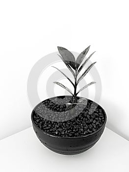 Zamioculcas zamiifolia in small pot