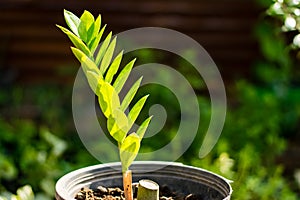 Zamioculcas zamiifolia tree