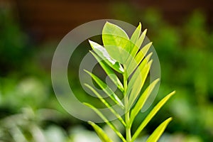 Zamioculcas zamiifolia tree