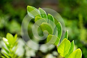 Zamioculcas zamiifolia tree