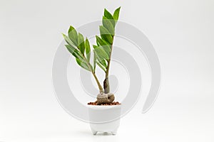 Zamioculcas zamiifolia  in white plant pot for fresh air isolated on white background, house plant, minimalist. ornamental tree