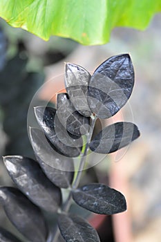 Zamioculcas zamiifolia , Zanzibar Gem or ARACEAE or black Zamioculcas zamiifolia