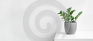 Zamioculcas, or zamiifolia zz plant in a gray ceramic pot