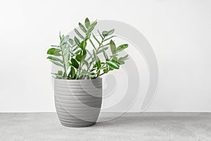 Zamioculcas, or zamiifolia zz plant in a gray ceramic pot