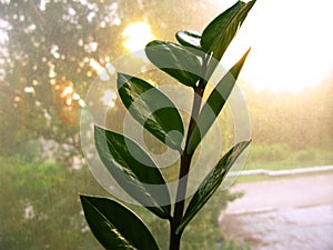 Zamioculcas zamiofolia home plant flower leaf on the window glass dry raindrops sun shine background photo