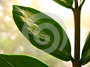 Zamioculcas zamiofolia home plant flower leaf on the window glass dry raindrops sun shine background photo