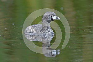 ZampullÃÂ­n de pico grueso Podilymbus podiceps photo