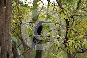 Zanate bird in the famous Park of Chapultepec in Mexico city.