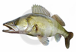 Zander pikeperch walleye fish isolated on white backgrorund photo
