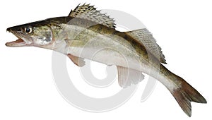Zander fish isolated. Pike perch river fish on white background