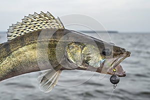 Zander fishing. Caught walleye fish trophy above water