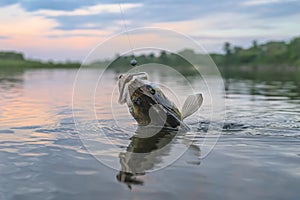 Zander fishing. Walleye fish on hook in water