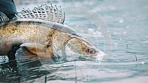 Zander in the hand of an angler. Catch and release