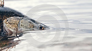 Zander in the hand of an angler. Catch and release