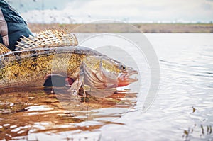 Zander in the hand of an angler. Catch and release