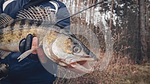 Zander in the hand of an angler. Catch and release