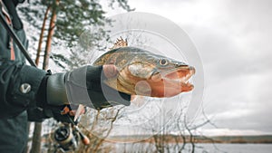 Zander in the hand of an angler. Catch and release