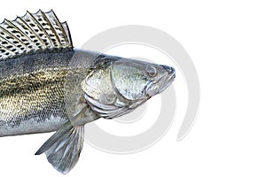 Zander. Head of live walleye fish isolated on white background. Sander pikeperch fishing photo