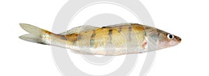 Zander, isolated over white