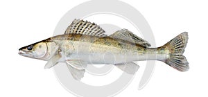 Zander, isolated over white