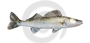 Zander, isolated over white