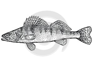 Zander, pike pearch fish illustration, drawing, engraving, line art, realistic