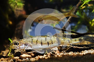 Zander or pike-perch, Sander lucioperca, juvenile fish of a common deathly and successful predator in biotope aquarium