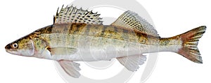 Zander river fish. Pike perch fish isolated on white background