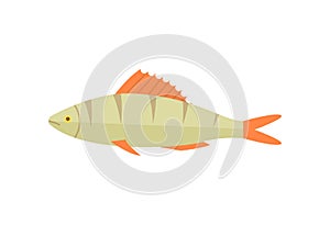 Zander river fish vector icon