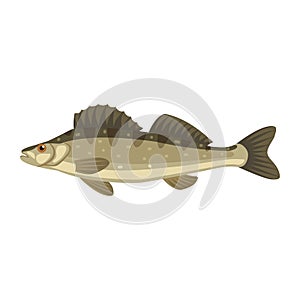 Zander sander lucioperca fish