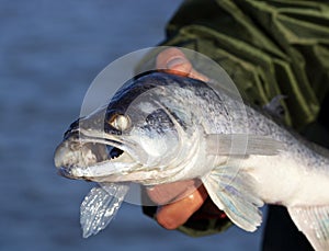 Zander Sander lucioperca  from Lake Balaton