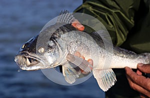 Zander Sander lucioperca  from Lake Balaton