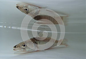 Zander, sander or pikeperch ( Sander lucioperca), young fish waiting in the water