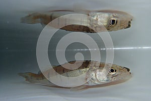Zander, sander or pikeperch ( Sander lucioperca), young fish waiting in the water