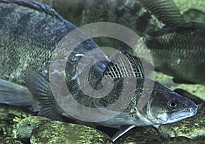 Zander, stizostedion lucioperca