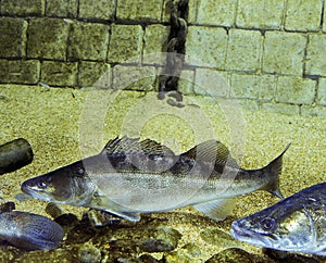 Zander, stizostedion lucioperca