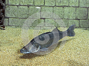 Zander, stizostedion lucioperca, Adult